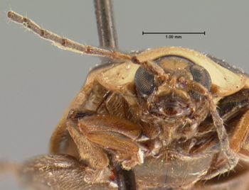 Media type: image; Entomology 19129   Aspect: head frontal view